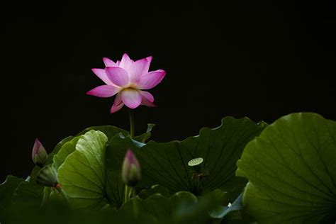 荷花意思